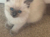 Ragdoll female kitten
