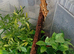 Crested geckos