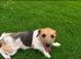 Jack Russel adult girl for sale