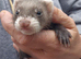 Micro eu polecats