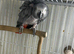 Female African grey Glasgow