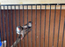 A pair finch for sale