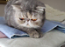 Stunning Blue Cream Tabby Exotic