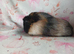 Beautiful single female sow guinea pig