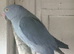 Turquoise male ringneck