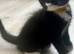 Persian x Maine Coon 1 girl left