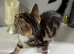 Kitten tabby female