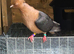 4 fancy pigeons