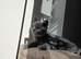 Beautiful British Shorthair kittens