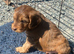 Miniature cockapoo puppies