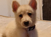 Koda ( needs to go as soon as possible)