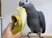 African Grey Baby & Cage