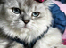 Stunning Scottish Fold & Scottish Straight Chinchilla Kittens