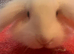 Female lion lop