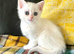 Rare Copper Silver British Shorthair Male