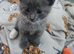Kittens for sale