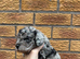 Beautiful Toy Cockapoo Puppies from Extensively DNA & Health Tested Parents