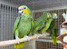 Orange winged Amazon