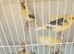 Canaries