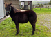 Standard Shetland Gelding Yearling