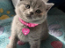 Pedigree British Shorthair Kittens
