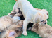 Shetland sheepdog cross Shih Tzu puppies