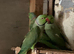 Three male Ringneck
