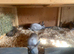 New Zealand &times; Thuringer Rabbits - Monmouthshire
