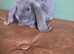 Beautiul French Lops