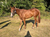 Stunning 2yr old chestnut gelding