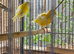Canaries