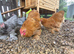 Pekin cockerels Available