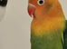 Dilutes and fallow lovebirds
