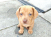Miniature dachshund mixed with Patterdale