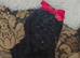 Beauty mini poodles