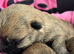 Gorgeous Cairn Terrier Puppies