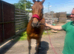 16.1 bag gelding 7 years old