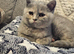 British shorthair gccf registered