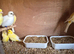 8 Canaries