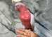 Friendly Baby Handreared Super Tame Cuddly Lutino Galah Cockatoo Parrot,20