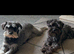 Miniture schnauzer pups 4 gailrs 2 boys