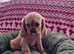 Cavalier King Charles Spaniel!