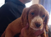 Cocker spaniel