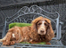 Genetic clear cockapoo puppies for sale