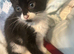 Lovely kittens