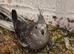 Cockatiels female