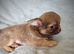 Stunningly Beautiful Chihuahua Babies