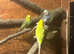 Budgies / breeding pair
