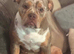 Olde English Bulldog puppies