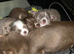 Chihuahua TCUP Puppies